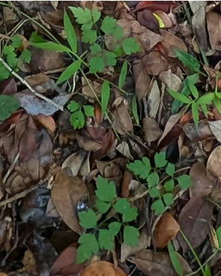 串鼻龍 Clematis grata